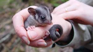 Australian health minister brad hazzard said anyone attending. Australia S Fairy Possum Faces Uncertain Future Bbc News