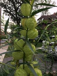 Image result for Monodora junodii