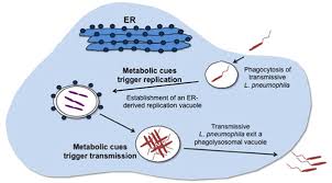 Legionella pneumonia, also known as legionnaires' disease, refers to pulmonary infection primarily with the organism legionella pneumophila. Legionella Pneumophila Antigens Creative Diagnostics