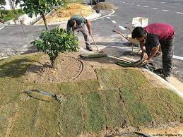 Yuk ketahui caranya, lalu praktikan sebagaimana dalam artikel yang telah saya rangkum ini. Rumput Jepang Tips Cara Lengkap Menanam Di Halaman