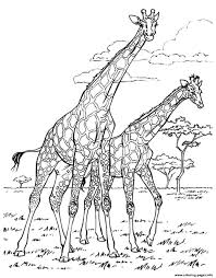 Let your young learner shake the stress away from fifth grade with a coloring break. Giraffe Coloring Pages Free Printable Coloring Pages For Kids