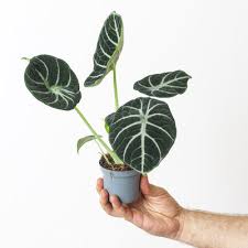 Image result for Fuirena sagittata