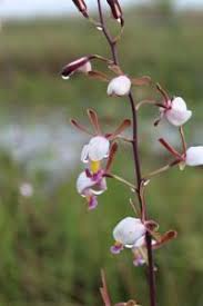 Image result for Eulophia caricifolia