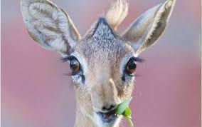 صور غزلان أجمل صور غزال وخلفيات رائعة جدا للغزال موقع حصري Cute Animals Animals Beautiful Baby Animals