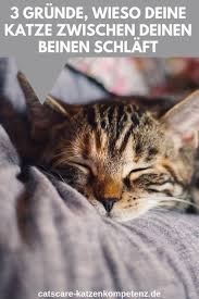 du liegst gerade gemutlich auf dem sofa im sessel oder im bett und schon kommt deine katze an und legt sich bei d katzen verhalten katzen katzen korpersprache