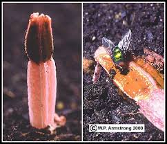 Image result for Pilostyles aethiopica