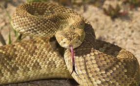 Because Of It S Highly Toxic Venom The Mojave Rattlesnake Crotalus Scutulatus Is Considered One Of The Most Dangerous Sn Mojave Rattlesnake Rattlesnake Snake