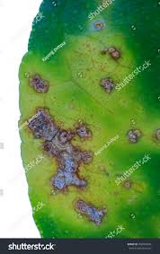 Lime Lemon Canker Disease Causes By Bacteria Fruit Canker On A White Background Major Disease Of Citrus Plant Family Disease Bacteri Citrus Plant Citrus Lime