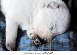 We did not find results for: Australian Cattle Dogs Stock Photo And Image Collection By Wolf Avni Shutterstock