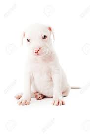 In such page, we additionally have number of. Ein Acht Wochen Alte Pitbull Mischling Welpen Isoliert Auf Weiss Lizenzfreie Fotos Bilder Und Stock Fotografie Image 22890255