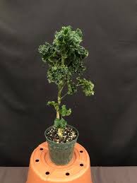 Image result for Afrosciadium