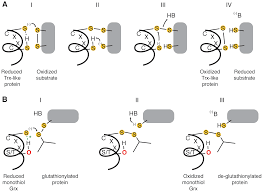 Introducing the human protein atlas. An Atlas Of The Thioredoxin Fold Class Reveals The Complexity Of Function Enabling Adaptations