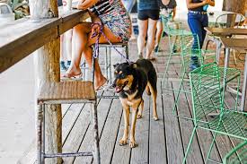We did not find results for: 10 Best Dog Friendly Vacations In The United States Planetware