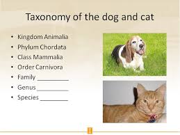 Taxonomy Of The Dog And Cat