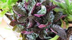Purple Waffle Plant Fall Garden Vegetables Fall Vegetables Plants