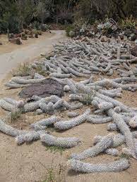 Definition of cactus in the idioms dictionary. The Creeping Devil A Unique Cactus That Kills Parts Of Itself To Move Across The Desert