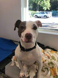 We have everything you need for a truly enjoyable experience with a new pitbull puppy for your home. Dog For Adoption Laci A Pit Bull Terrier In North Haven Ct Petfinder