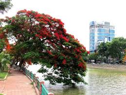 Khách sạn hoa phượng đỏ tọa lạc tại bãi biển thùy vân (bãi sau), một trong những bãi biển đẹp nhất việt nam. Háº£i Phong Sáº½ Rá»±c Rá»¡ Vá»›i Lá»… Há»™i Hoa PhÆ°á»£ng Ä'á» Láº§n Thá»© Iii Tá»•ng Cá»¥c Du Lá»‹ch