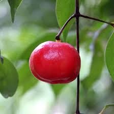 Image result for Garcinia acutifolia