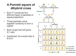 Punnett squares like this also help us see certain patterns of inheritance. Ppt What About Two Traits Dihybrid Crosses Powerpoint Presentation Free Download Id 3017442