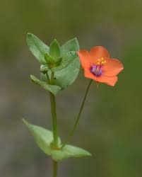 Image result for Lysimachia arvensis