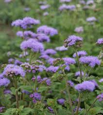 Image result for Ageratum