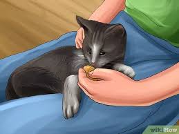 ¿el mejor gol y copa más recordada de esteban? Eine Katze In Eine Schosskatze Verwandeln 10 Schritte Mit Bildern Wikihow