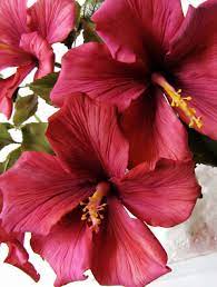 Gumpaste Hibiscus Sugar Flowers Tutorial Gum Paste Flowers Sugar Paste Flowers