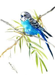 Parrot Budgie Parakeet Budgie Pet Artwork Bird Painting Turquoise Blue Artwork Wall Art Origi Parrots Art Watercolor Parakeet Original Watercolor Painting