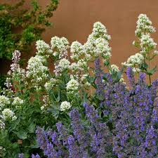 Image result for Centranthus