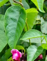 Image result for Dolichandra