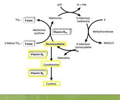 Image result for Homocysteine