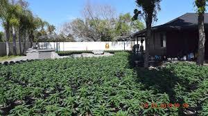 That was only one of the hundreds of illegal operations found throughout death valley in the past decade. Nearly 5 000 Marijuana Plants Found At Illegal California Grow Site Kobi Tv Nbc5 Koti Tv Nbc2