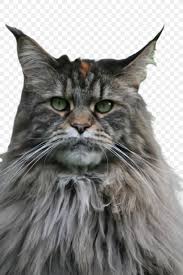 They are both large domestic cat. Cat Small To Medium Sized Cats Whiskers Domestic Long Haired Cat Maine Coon Png 1632x2448px Cat