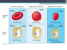 We did not find results for: Membrane Transport Ppt Download