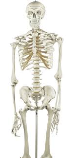 Flat bones are somewhat flattened, and can. Eisco Basic Human Skeleton Model Rod Mounted School Specialty Canada