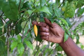 Image result for Tabernanthe