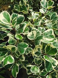 Image result for Ficus natalensis