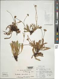 Image result for Panicum heterostachyum