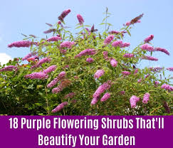 Evergreen shrubs bring life to dreary winter landscapes with their lush greenery. 18 Purple Flowering Shrubs That Ll Beautify Your Garden Diy Crafts