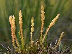 Image result for Selaginella cathedrifolia