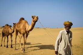 This trip of merzouga desert ( 2 night camel tour ) begins at the afternoon between 4:00 pm to 5:00 pm ( the time changes according to seasons and arrival to. Jaisalmer India Camel Treks Bugs Snakes Stars