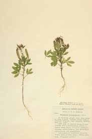 Image result for Cleomaceae