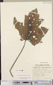 Image result for Teramnus micans