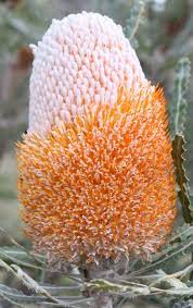 Banksia Prionotes Acorn Banksia Australian Plants Australian Native Flowers Australian Wildflowers