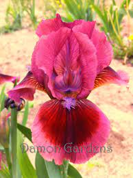 Product Details Iris Flowers Iris Garden Bulb Flowers