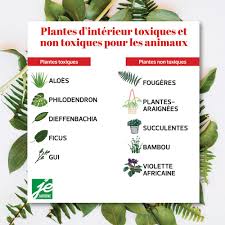 Plantes D Interieur Toxiques Et Non Toxiques Pour Les Animaux Inside Garden Plants Diy Design