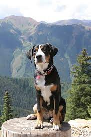 Leo, our 4 year old bernese mountain dog/rottweiler rescue, has had his invisible fence brand solution for 3 years. Colorado Mountain Dog Entlebucher Mountain Dog Mountain Dogs Swiss Mountain Dogs