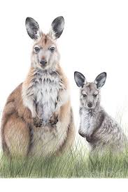 A3 Kangaroo Nursery Print Wallaroo Art Print Australian Animal Prints Kangaroo Art Wildlife Art Animal Illustration Art