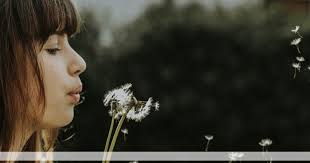 WHERE DANDELIONS GROW // by Lydia Howe